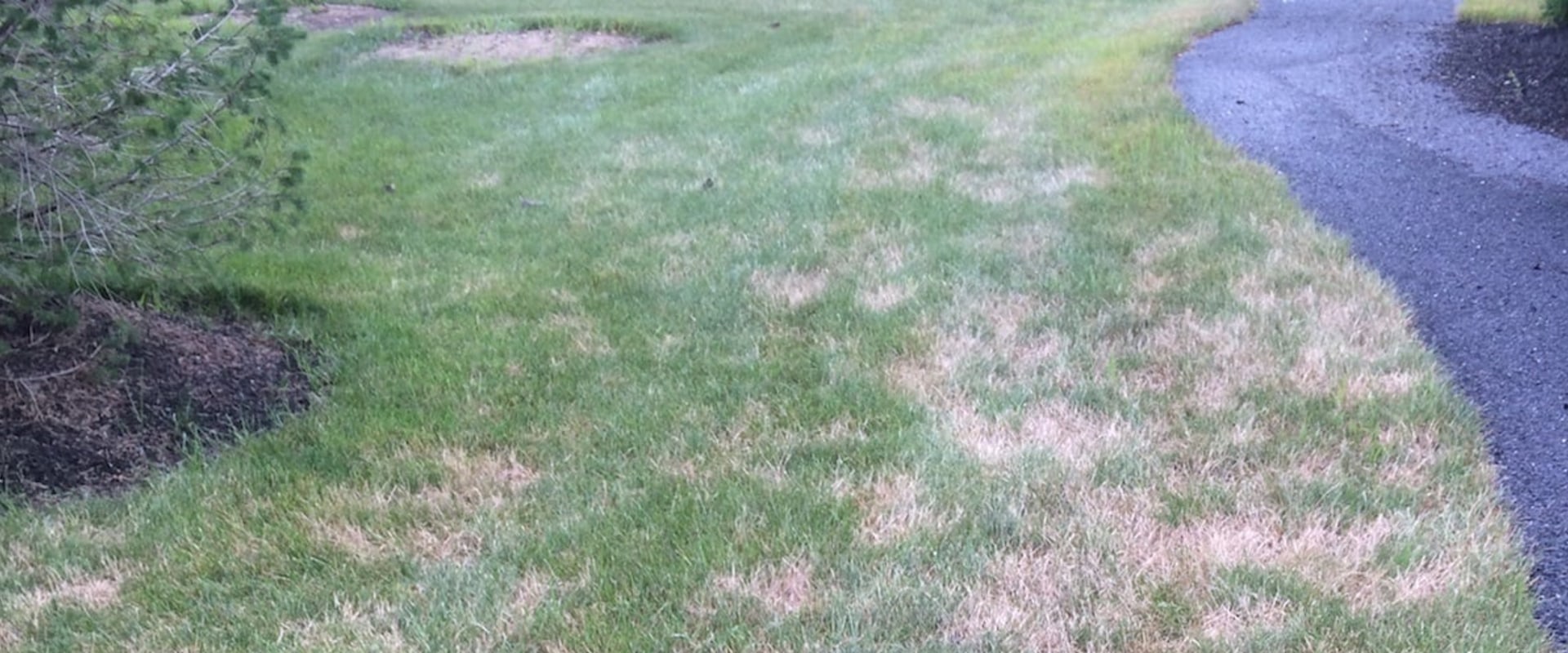 Dealing with Common Lawn Problems